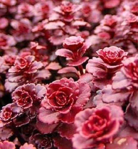 50 Dragon's Blood Sedum Seeds - Seed World