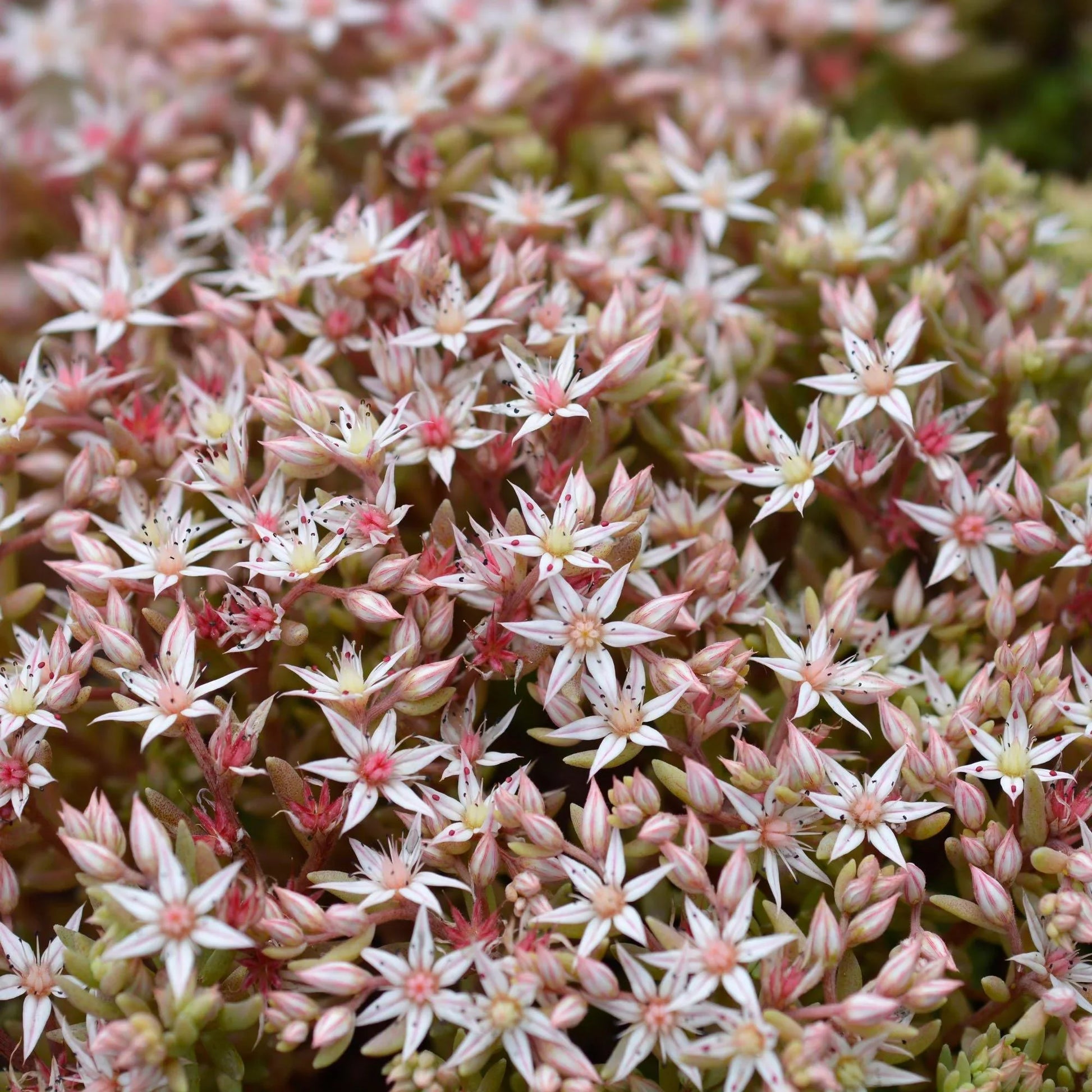 50 Dragon's Blood Sedum Seeds - Seed World