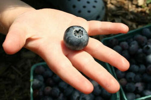 50 Dryland Blueberry Seeds - Seed World