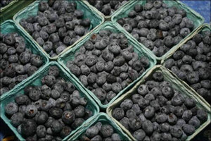50 Dryland Blueberry Seeds - Seed World