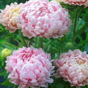 50 Duchess Apricot Peony Aster Seeds - Seed World