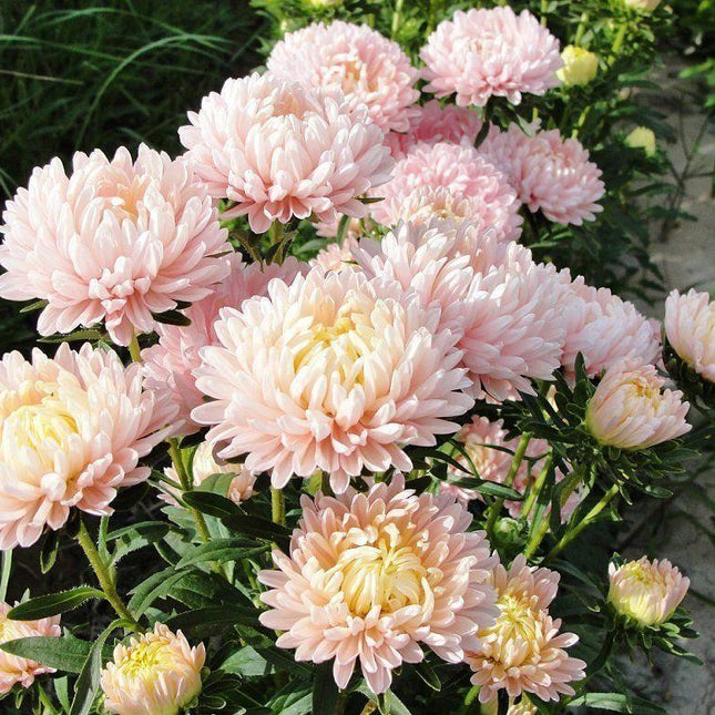 50 Duchess Apricot Peony Aster Seeds - Seed World