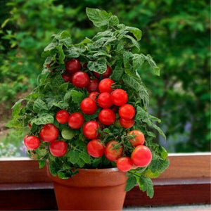 Tiny Tim Tomato Seeds | Heirloom | Organic | Micro-Dwarf Variety | Rare - Seed World