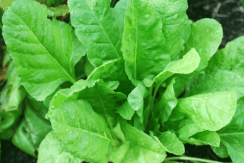 50 Early No. 7 Spinach Seeds - Seed World