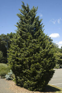 50 Eastern Red Cedar Seeds - Seed World