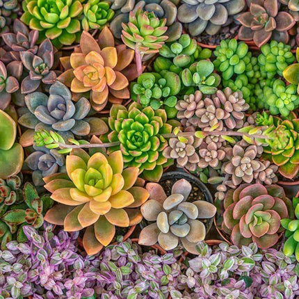 50 Echeveria Succulent Seeds Mix – Assorted Species - Seed World