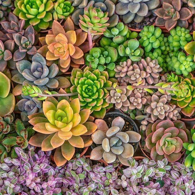 50 Echeveria Succulent Seeds Mix – Assorted Species - Seed World