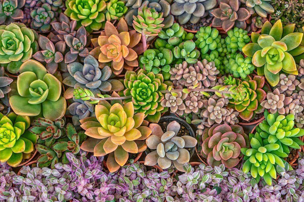 50 Echeveria Succulent Seeds Mix – Assorted Species - Seed World