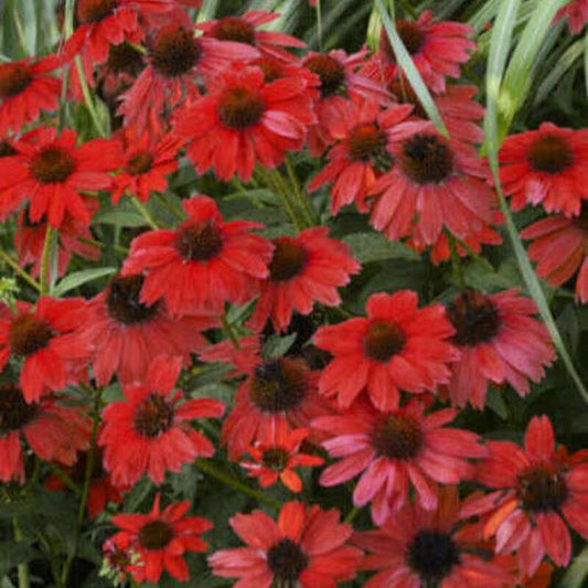 50 Echinacea Seeds - Bright Red Coneflower - Seed World