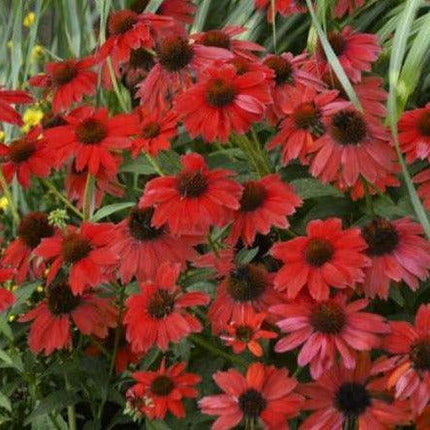 50 Echinacea Seeds - Bright Red Coneflower - Seed World
