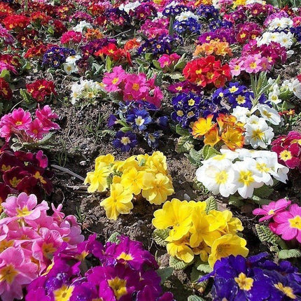 50 English Primrose Mix Seeds - Seed World