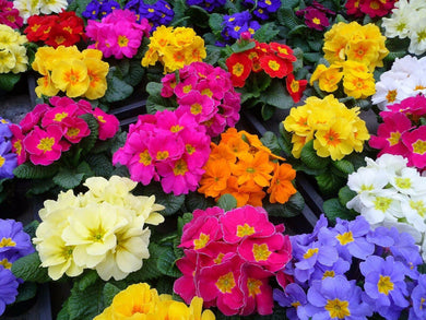 50 English Primrose Mix Seeds - Seed World