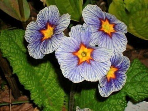 50 English Primrose Mix Seeds - Seed World