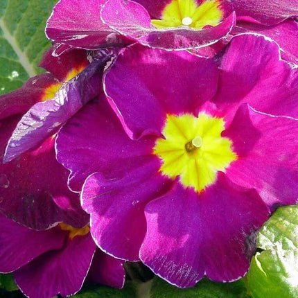 50 English Primrose Mix Seeds - Seed World