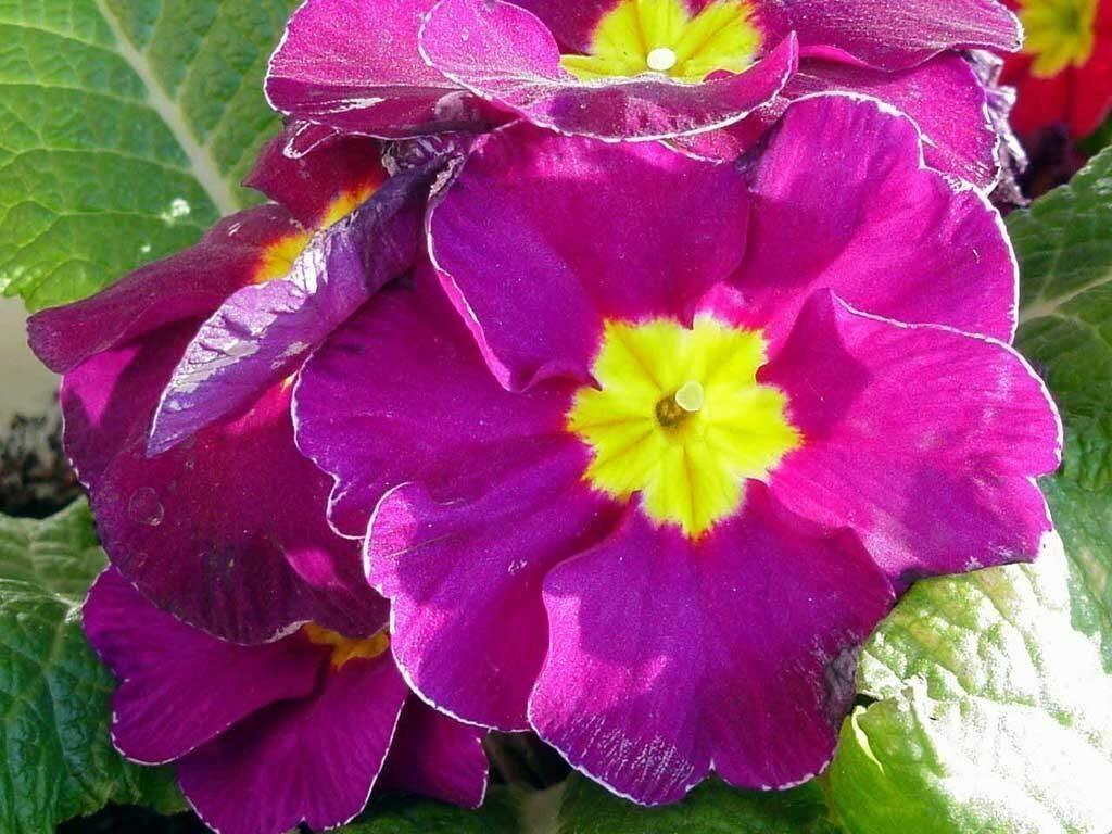 50 English Primrose Mix Seeds - Seed World