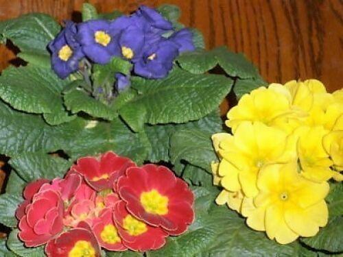 50 English Primrose Mix Seeds - Seed World