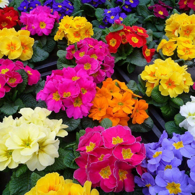50 English Primrose Mix Seeds - Seed World