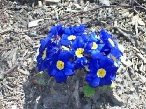 50 English Primrose Mix Seeds - Seed World