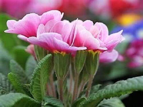 50 English Primrose Mix Seeds - Seed World