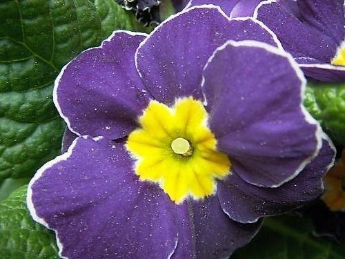 50 English Primrose Mix Seeds - Seed World