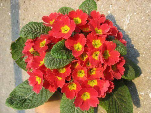 50 English Primrose Mix Seeds - Seed World