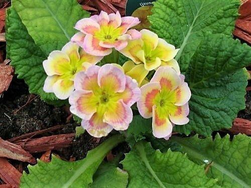 50 English Primrose Mix Seeds - Seed World