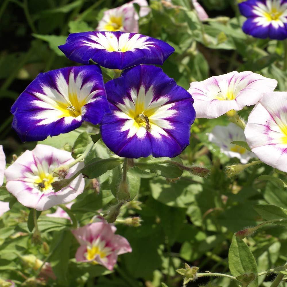 50 Ensign Mix - Morning Glory Seeds - Seed World