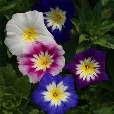 50 Ensign Mix - Morning Glory Seeds - Seed World