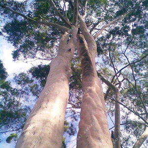 50 Eucalyptus Tree Seeds - Seed World