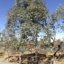 50 Eucalyptus Tree Seeds - Seed World