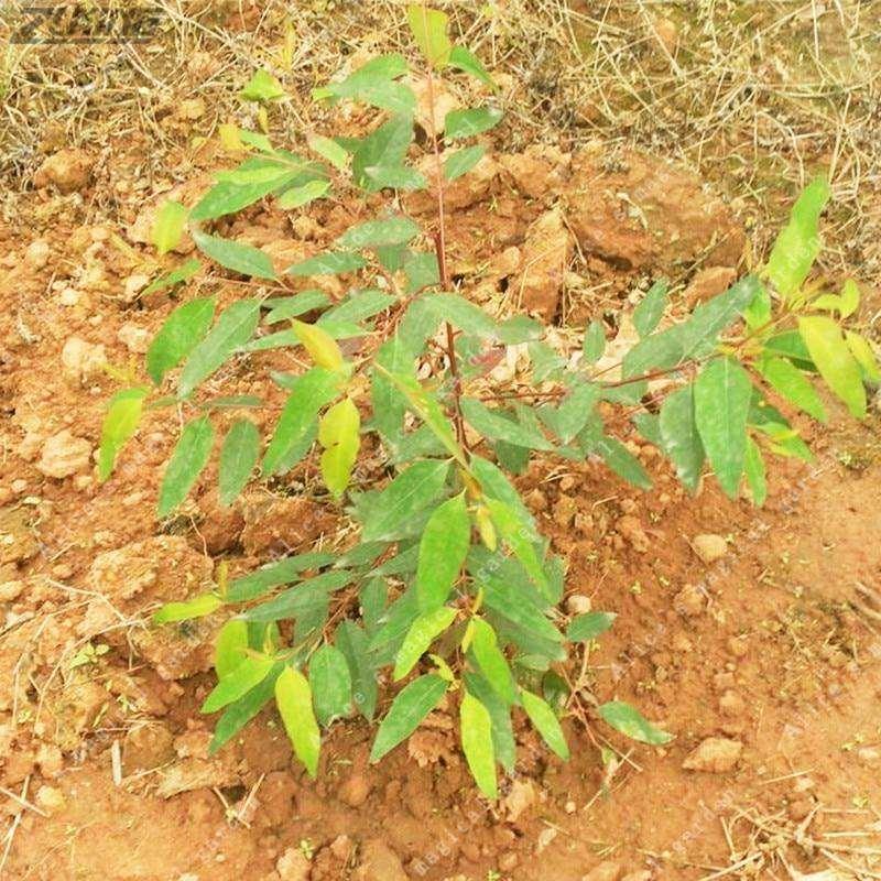 50 Eucalyptus Tree Seeds - Seed World