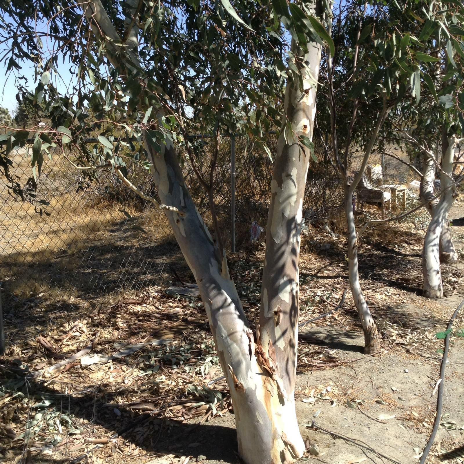 50 Eucalyptus Tree Seeds - Seed World