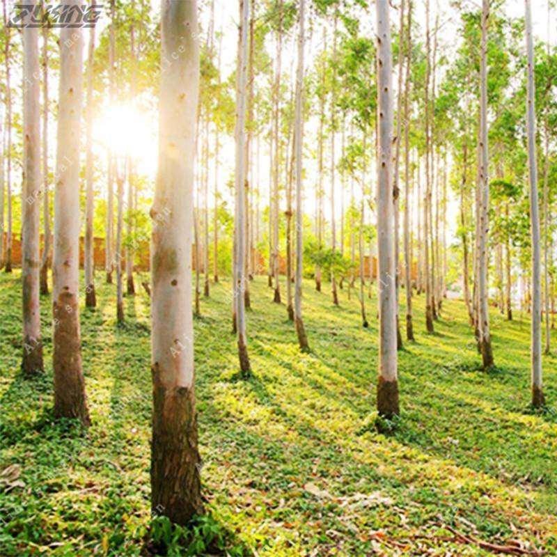 50 Eucalyptus Tree Seeds - Seed World