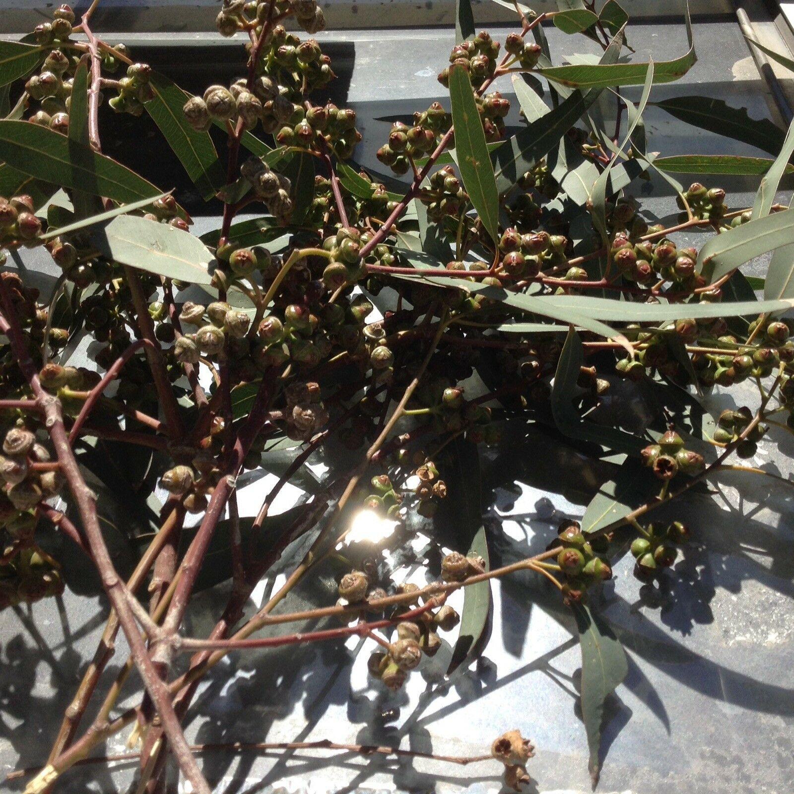 50 Eucalyptus Tree Seeds - Seed World