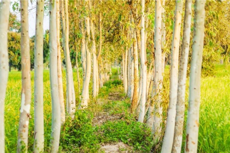 50 Eucalyptus Tree Seeds - Seed World
