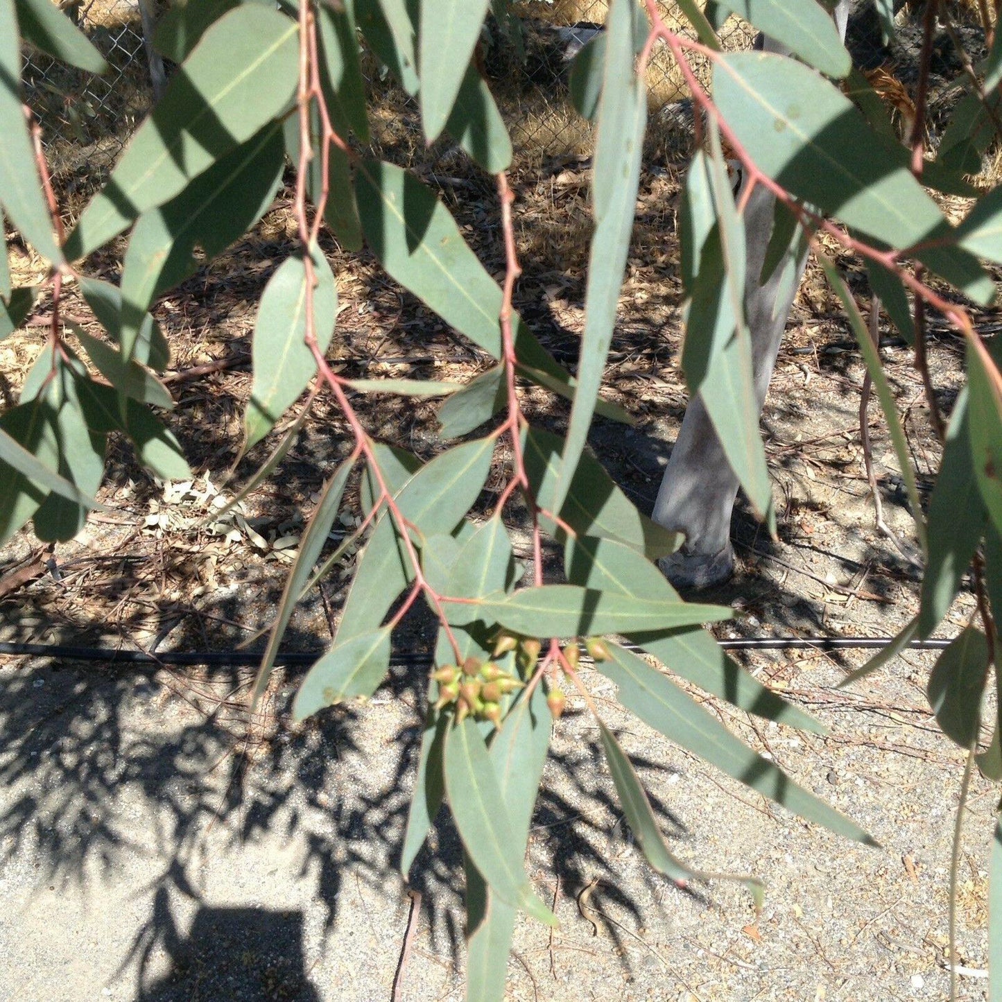50 Eucalyptus Tree Seeds - Seed World