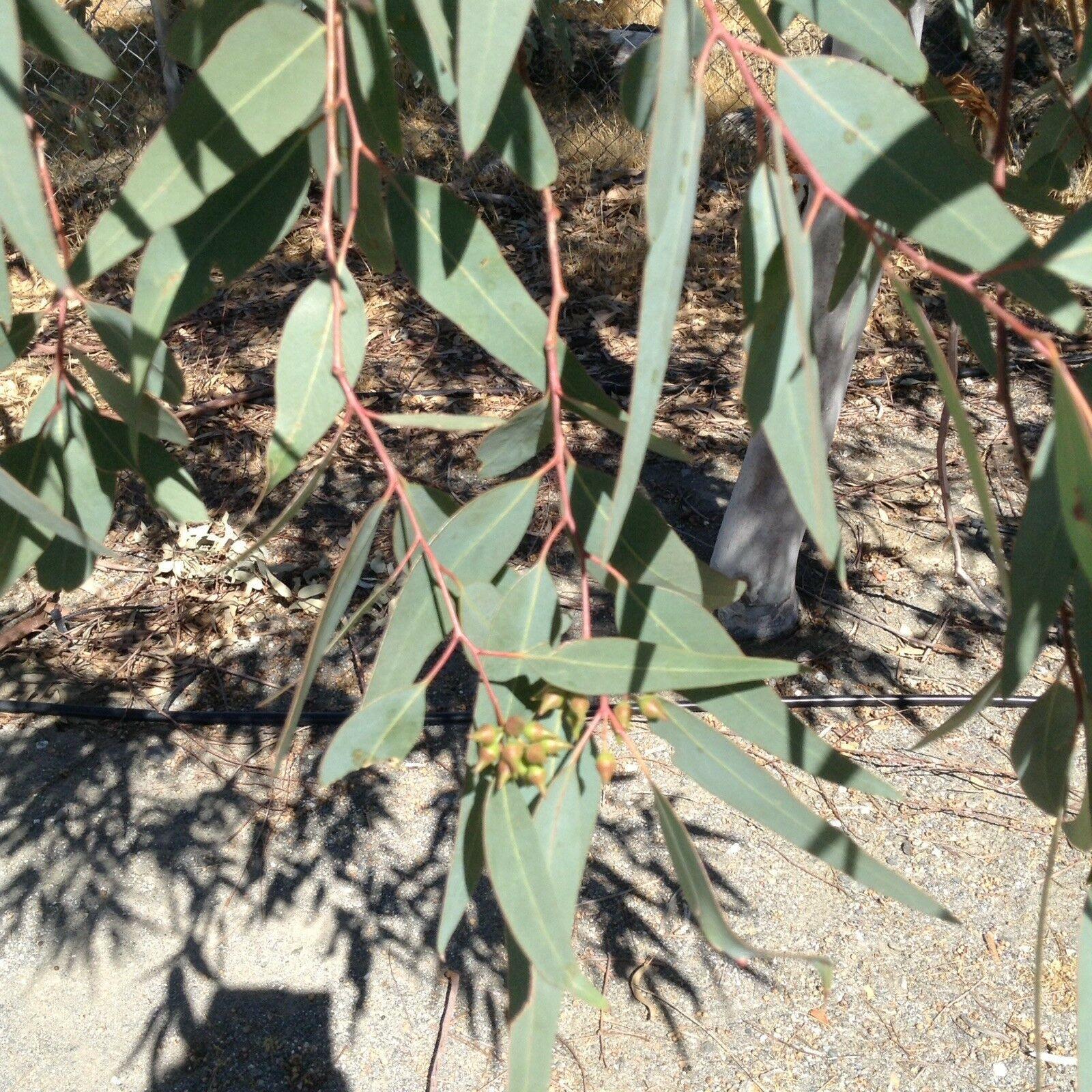 50 Eucalyptus Tree Seeds - Seed World