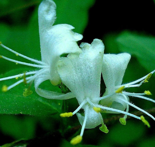 50 European Fly Honeysuckle Vine Seeds - Seed World