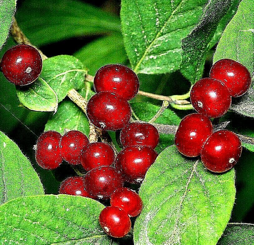 50 European Fly Honeysuckle Vine Seeds - Seed World