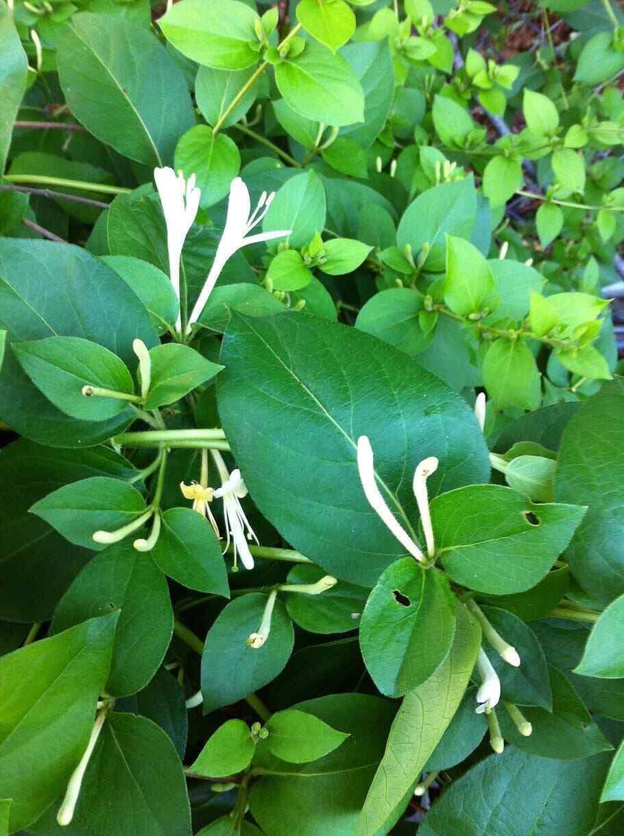 50 European Fly Honeysuckle Vine Seeds - Seed World