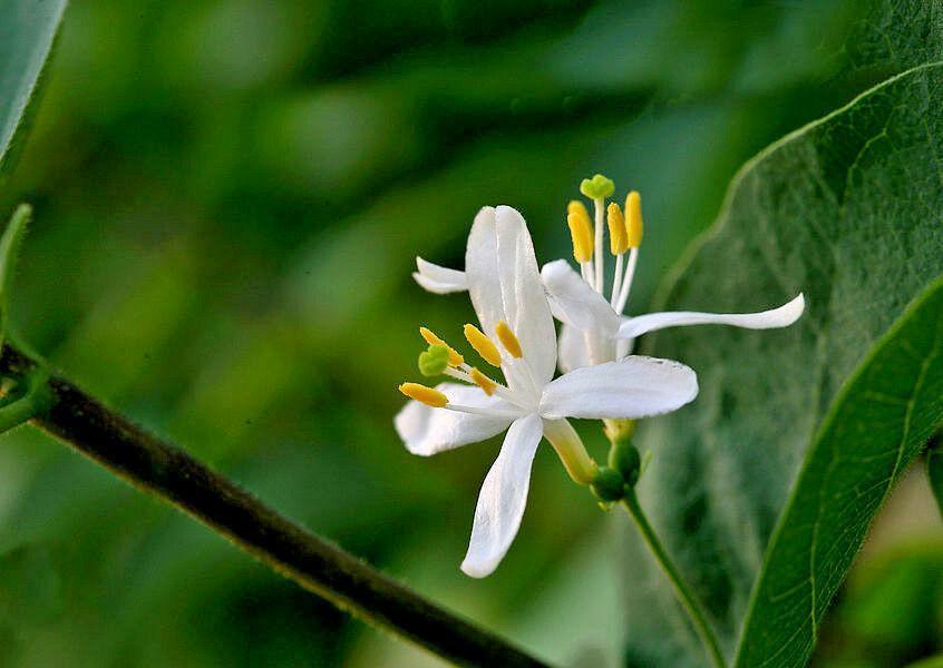 50 European Fly Honeysuckle Vine Seeds - Seed World