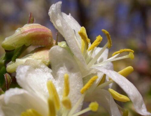 50 European Fly Honeysuckle Vine Seeds - Seed World