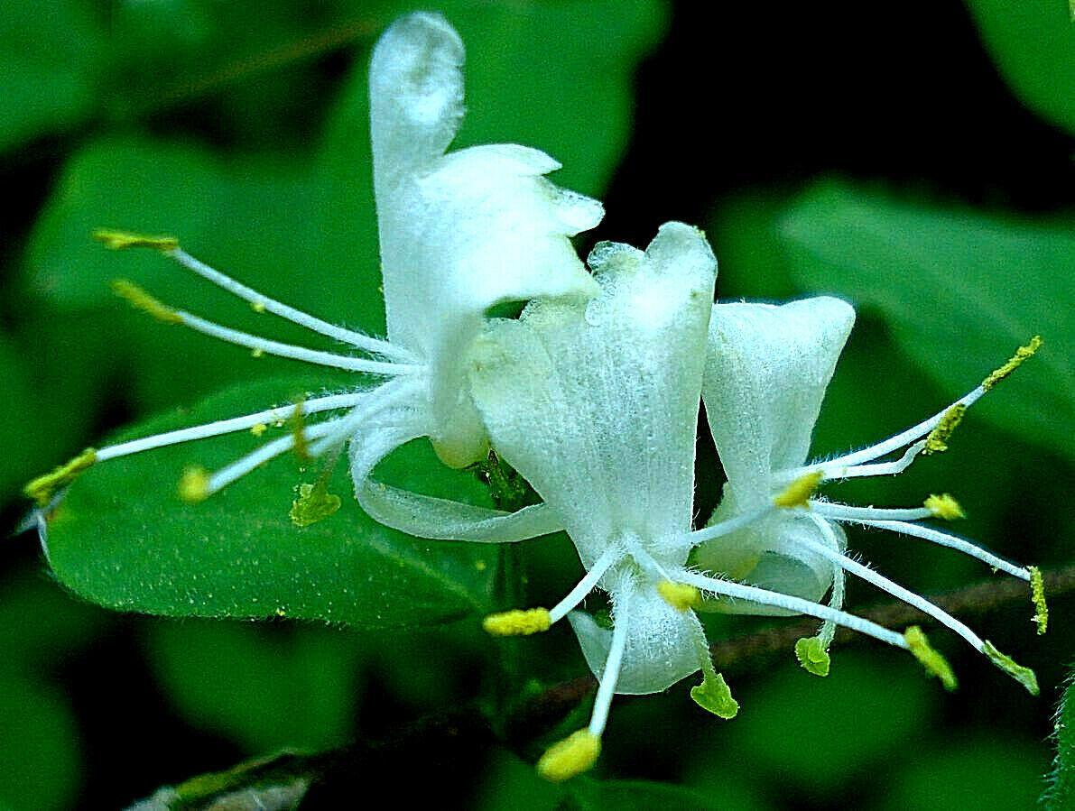 50 European Fly Honeysuckle Vine Seeds - Seed World
