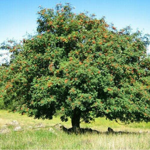 50 European Mountain Ash Tree Seeds - Seed World