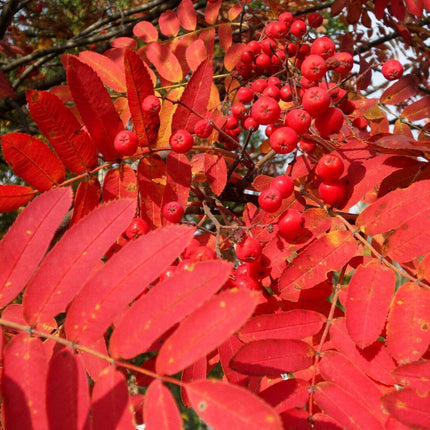 50 European Mountain Ash Tree Seeds - Seed World
