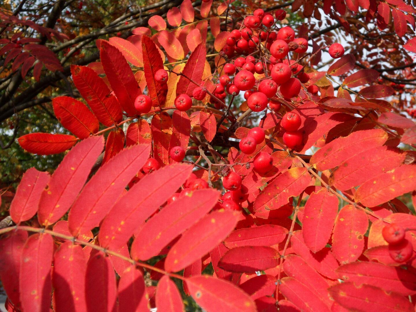 50 European Mountain Ash Tree Seeds - Seed World
