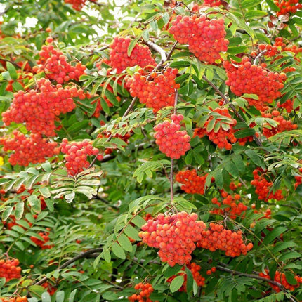 50 European Mountain Ash Tree Seeds - Seed World