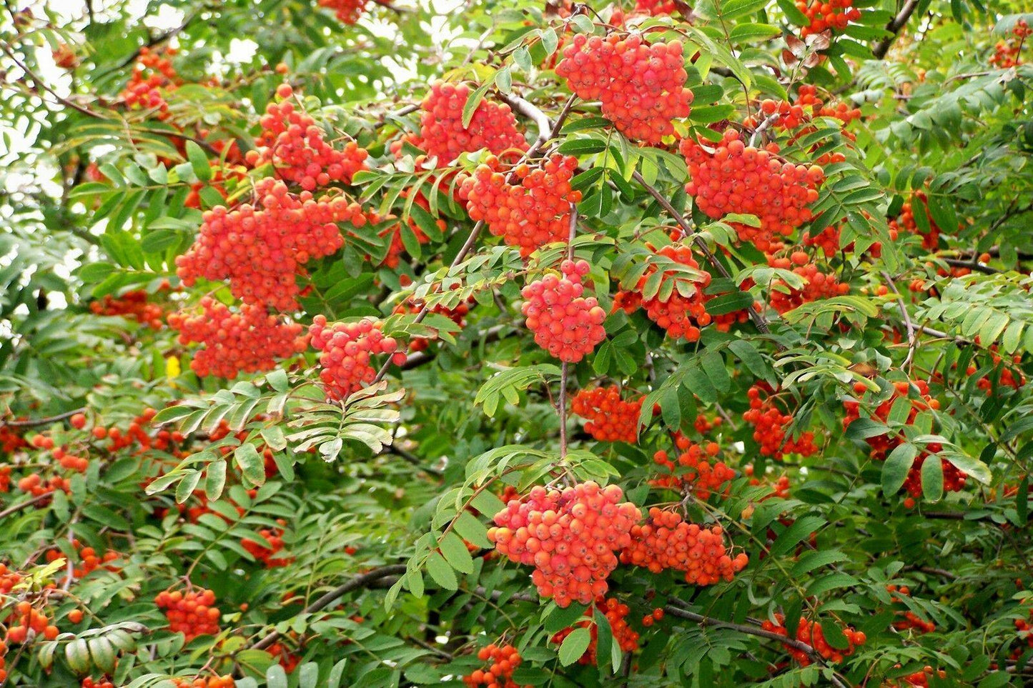 50 European Mountain Ash Tree Seeds - Seed World