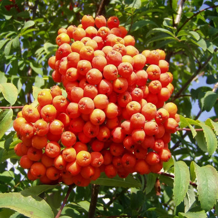 50 European Mountain Ash Tree Seeds - Seed World