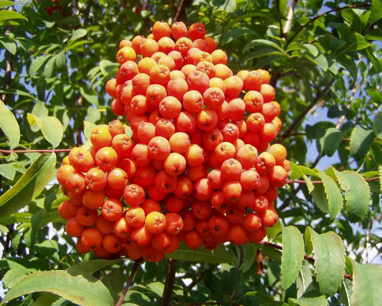 50 European Mountain Ash Tree Seeds - Seed World
